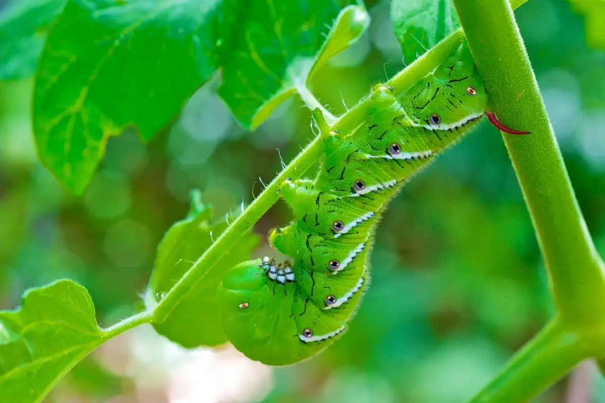 All You Need To Know About The Tomato Hornworm Killer