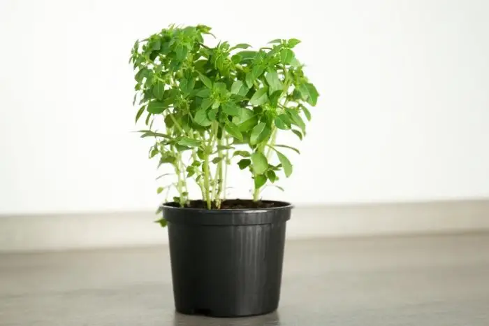 Best Herbs For Shallow Pots - Oregano