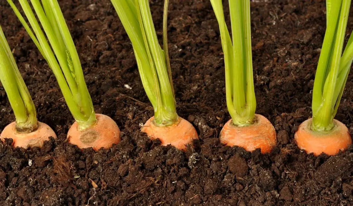 Carrots Planting Spacing _What You Should Know