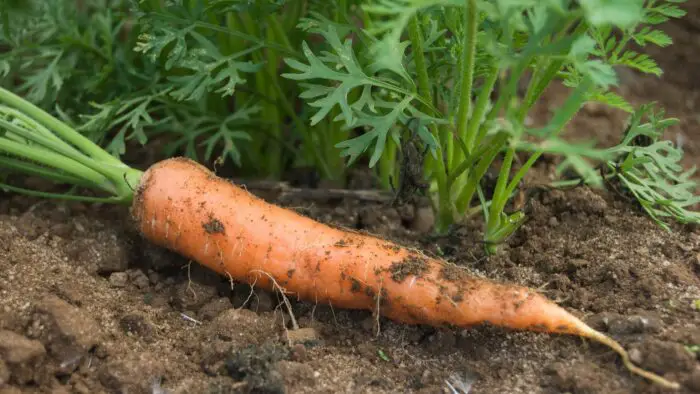 carrots ph