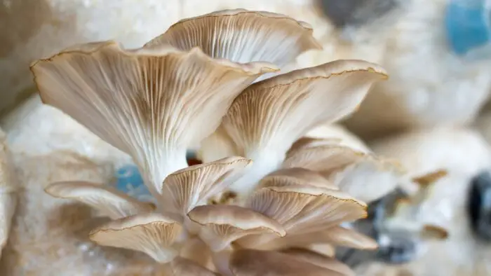 best wood for oyster mushrooms