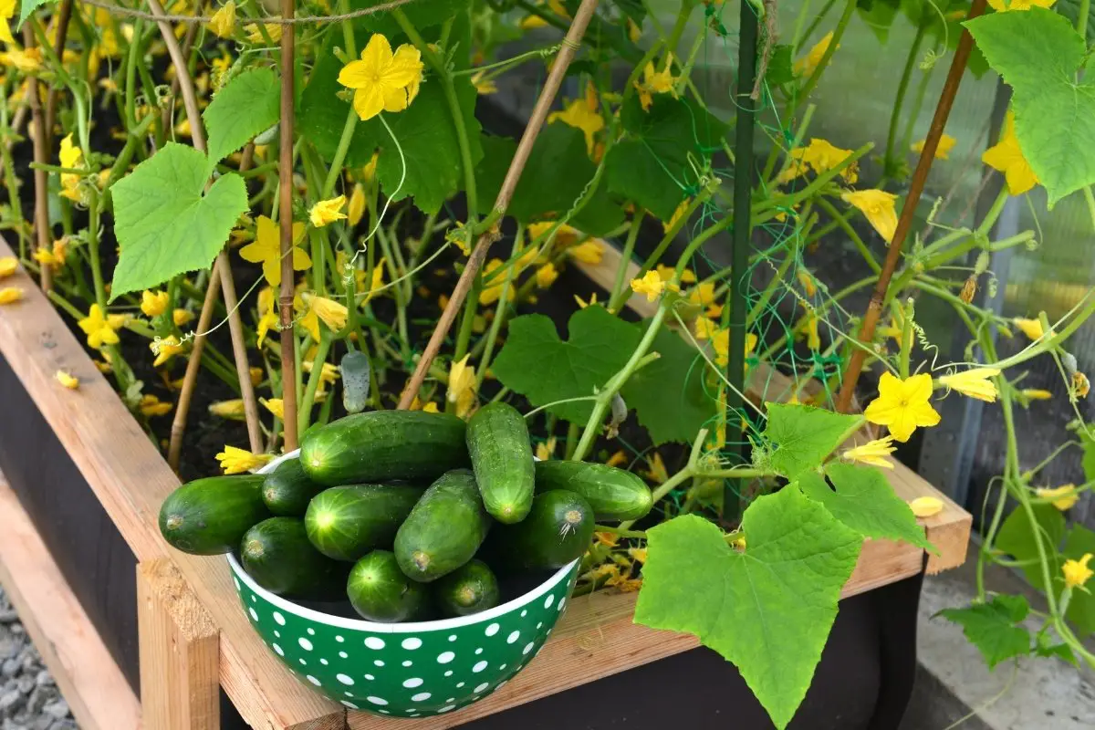 Get To Know What Size Pot For Cucumbers