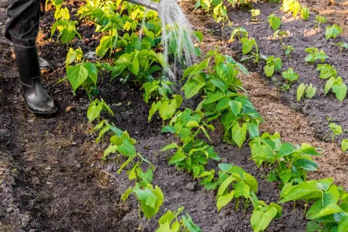 How Do Bush Beans Grow Successfully - Watering