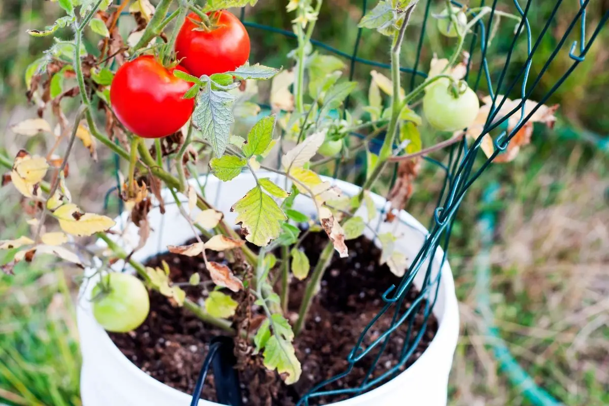 How Many Tomato Plants Per 5-gallon Bucket