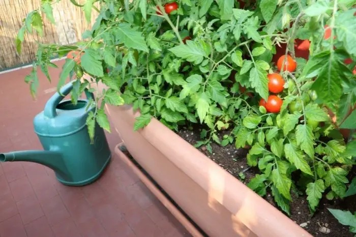 How Often Should You Water Tomato Plants In Pots