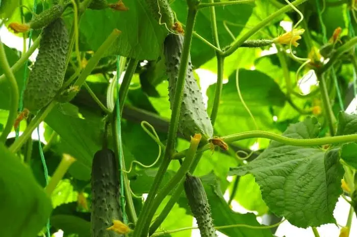 How To Harvest Prickly Cucumbers