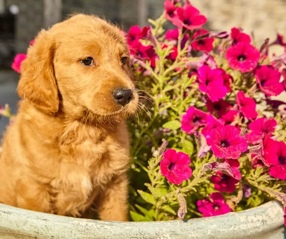 How To Keep Dogs Out Of Flower Pots? - Grower Today