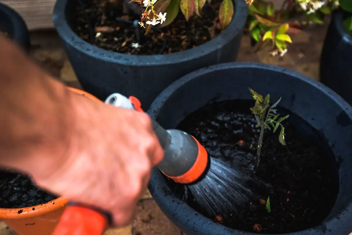 How To Know If You Are Overwatering Tomato Plants In Pots