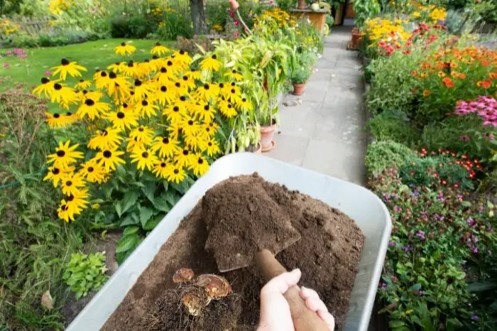 How to Use Mushroom Soil For Gardens