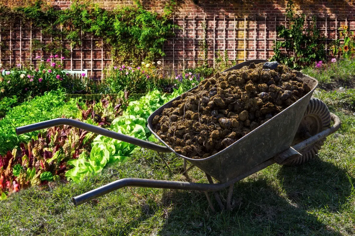 Is Horse Manure Good For Vegetable Gardens