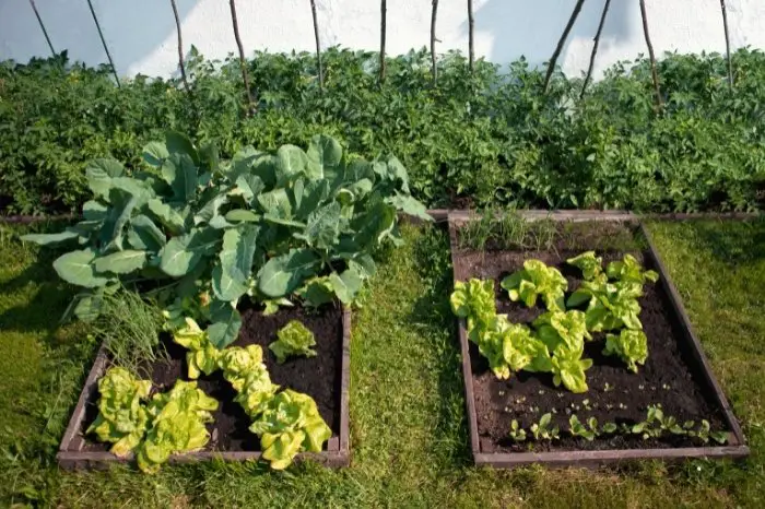Is It Safe To Eat Vegetables Grown In Horse Manure