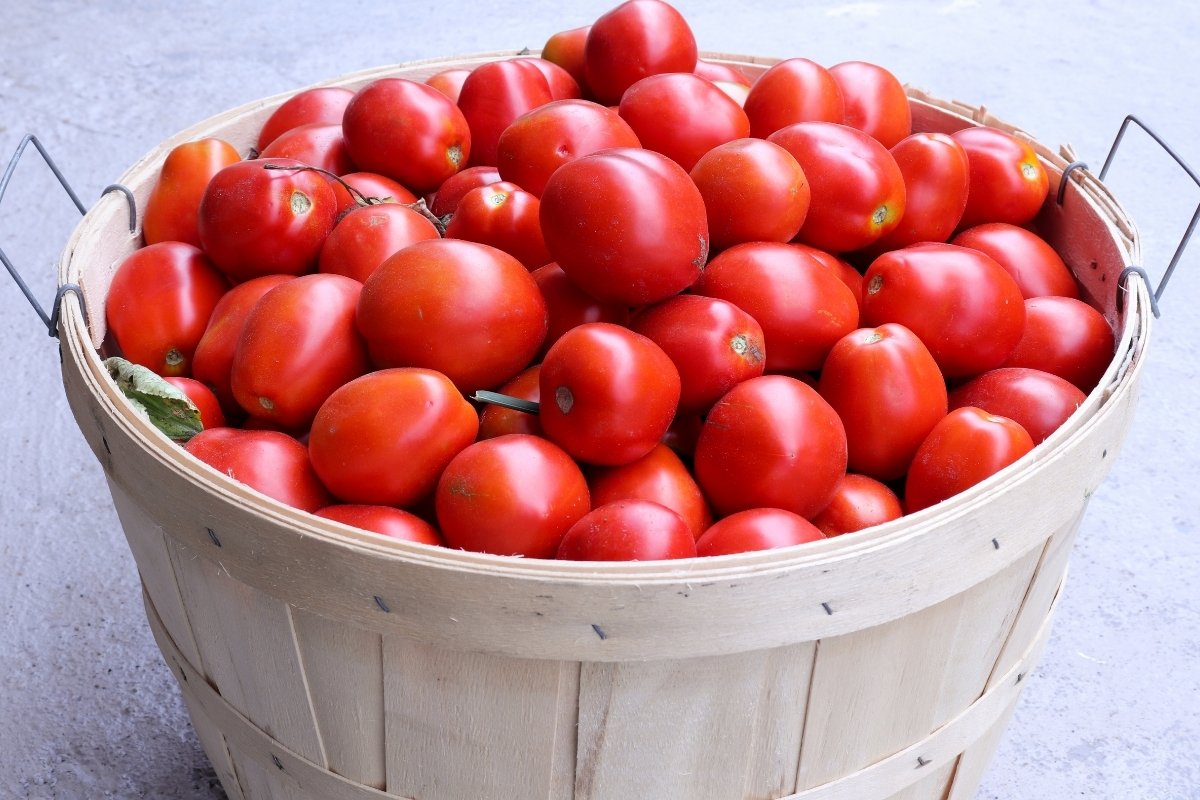 Plum Tomatoes vs Roma Tomatoes