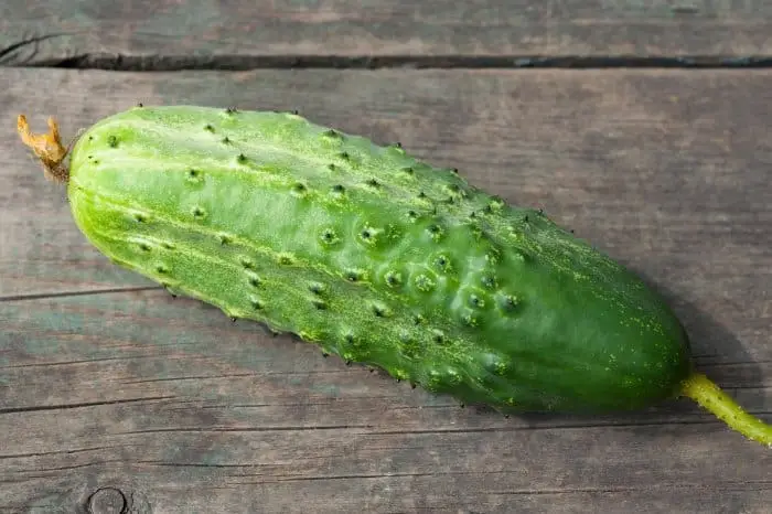 Prickly cucumber