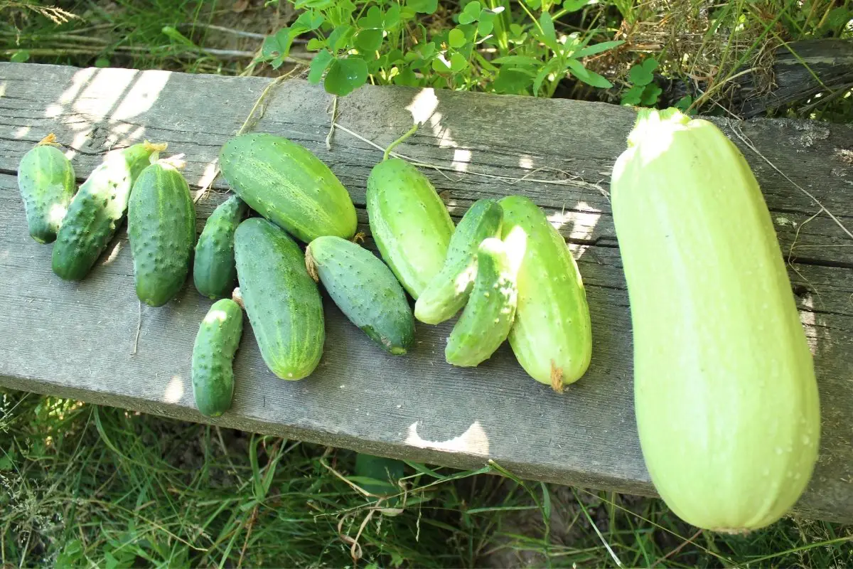 The Best Fertilizer For Squash and Cucumbers