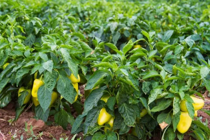 The Right Spacing Between Pepper Plants