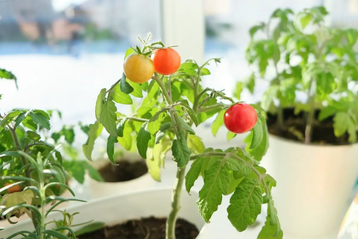 The Super Sweet 100 Tomatoes Growing In Pots