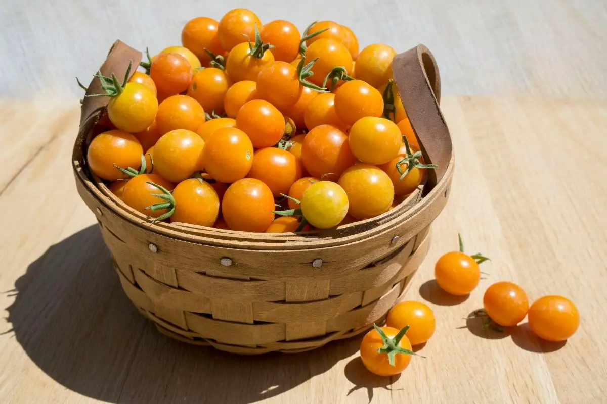 Top 5 cherry tomato varieties chart