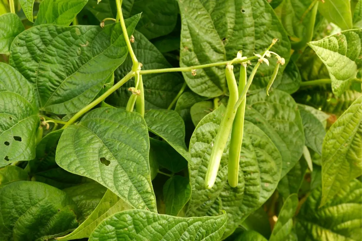 Top Best string-less green beans to grow