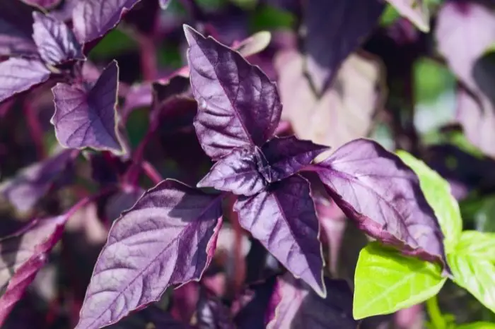 What Is Purple Basil