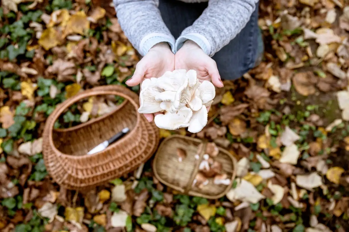 When To Harvest Oyster Mushrooms – Guide On The Best Harvest Time