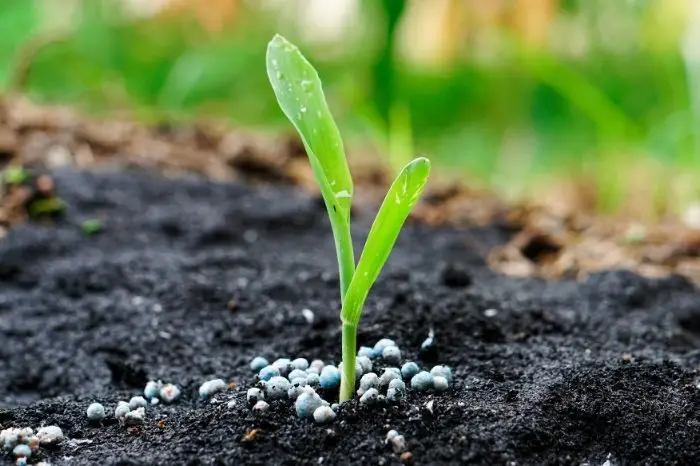 Where To Use Green Sand - Starting Seed