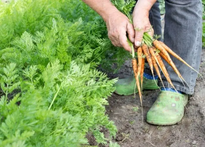 carrots planting spacing