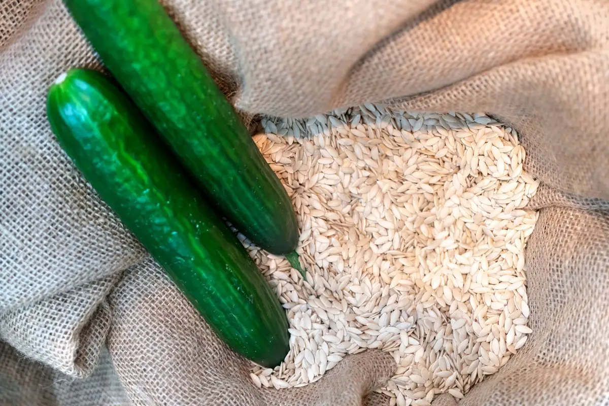 A Guide On Saving And Growing Persian Cucumber Seeds