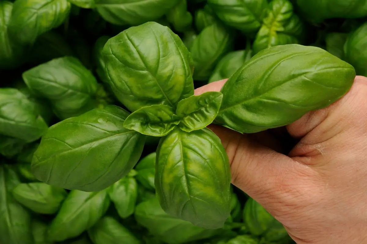 A Guide On When To Pick Basil Leaves
