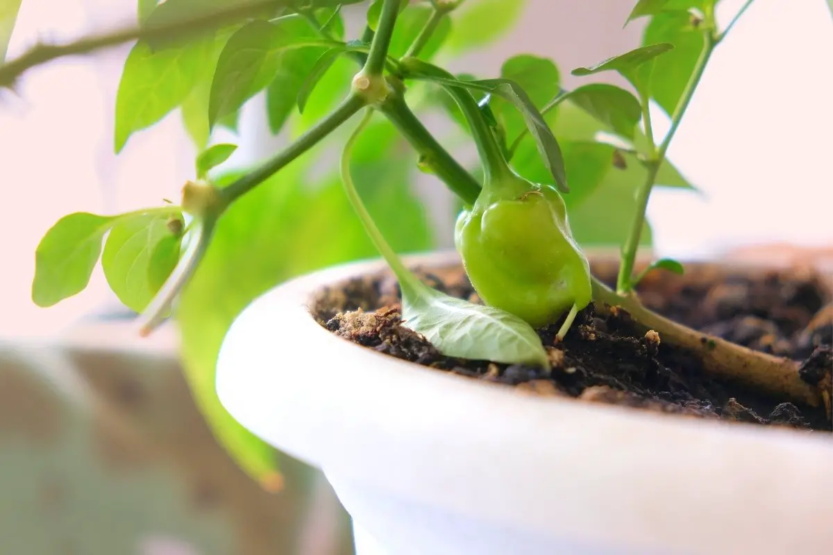 A guide on growing bell peppers in pots
