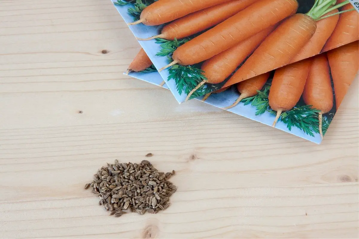 A guide on planting carrot seeds