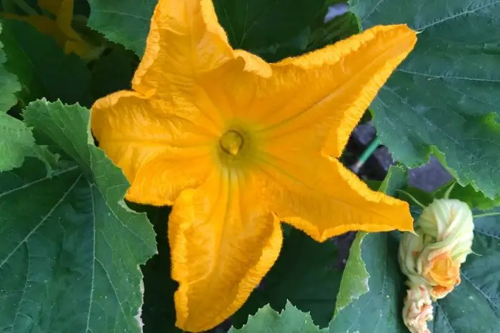 Are Cross Pollinated Squash Edible Or Consumable