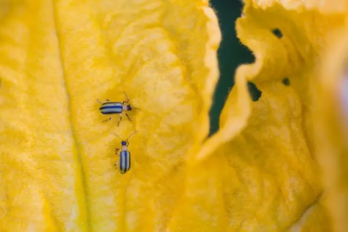 Common Pests And Diseases That Affect Yellow Squash