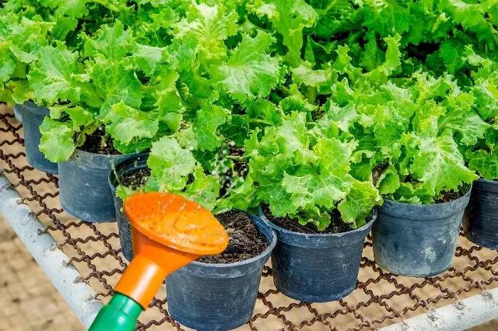 Consistent Watering Lettuces in Pots