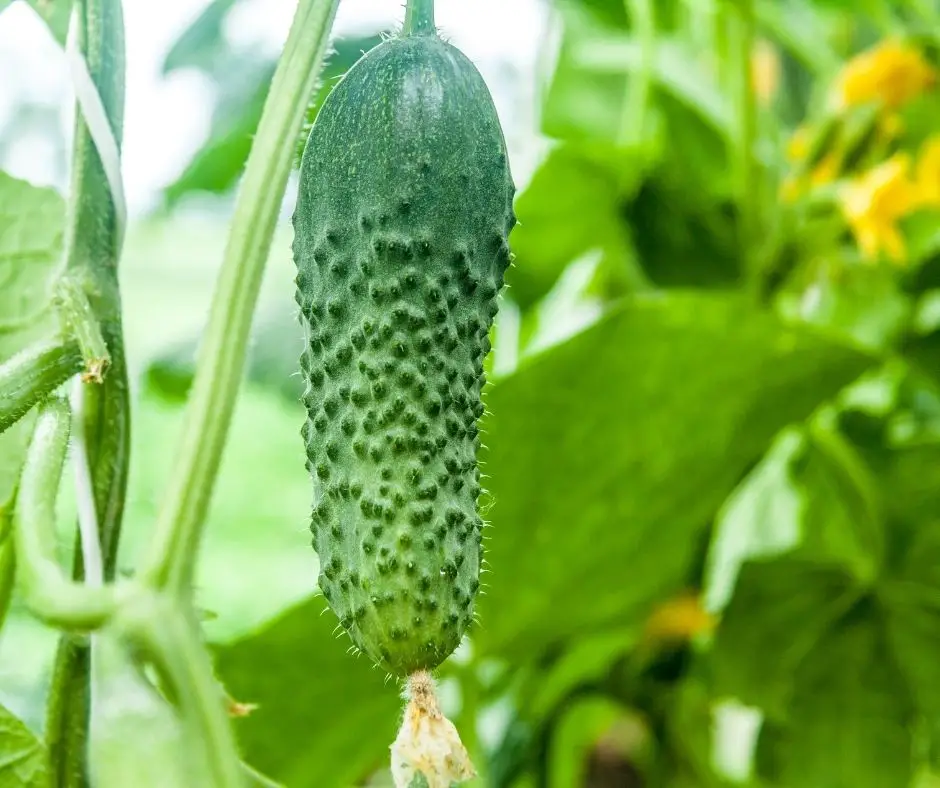 How Many Cucumber Plants Per 5 Gallon Bucket? 