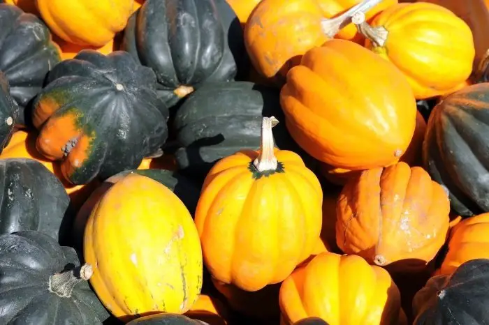 Differences Between Acorn Squash And Pumpking