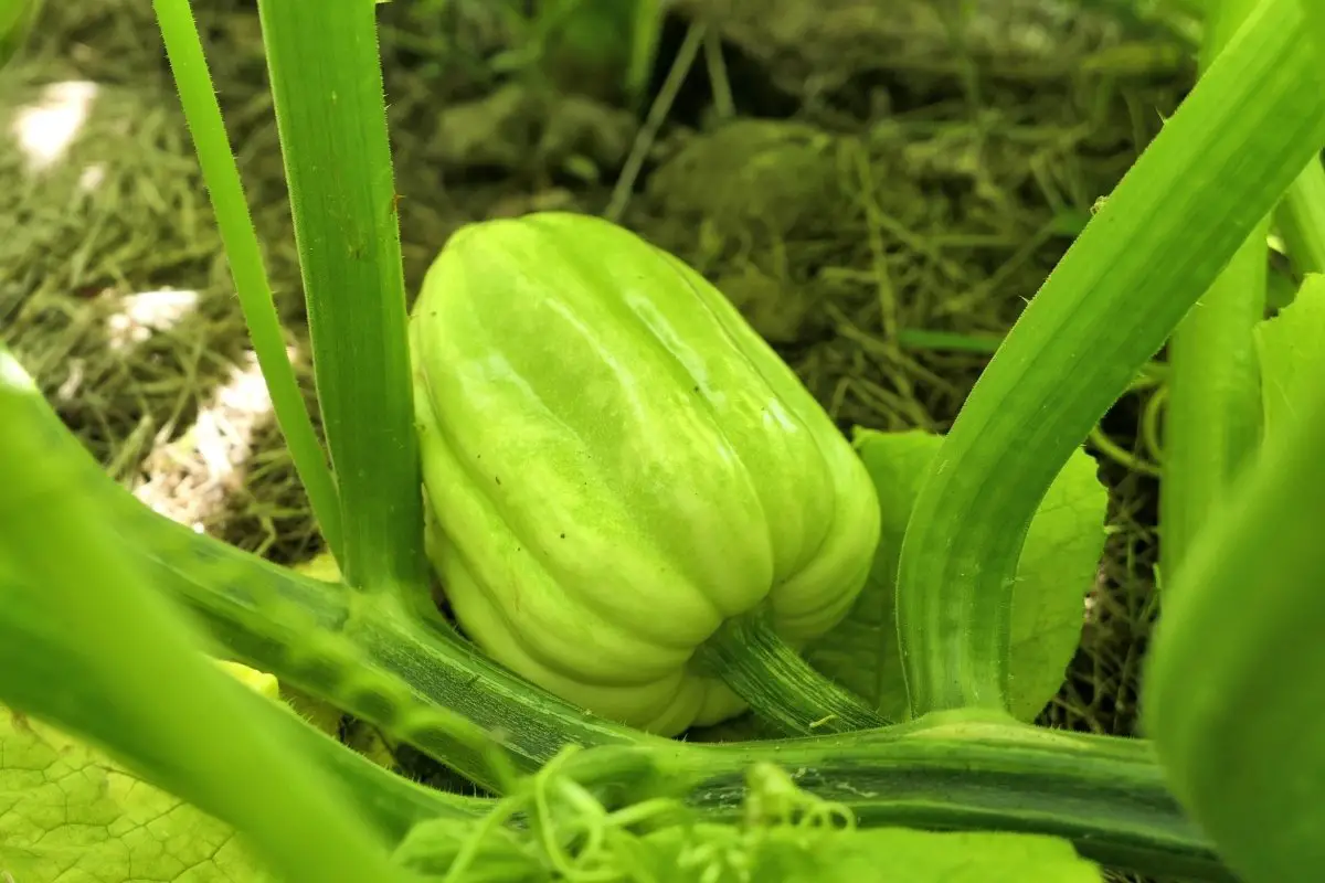 Growing Acorn Squash - Tips And Tricks 