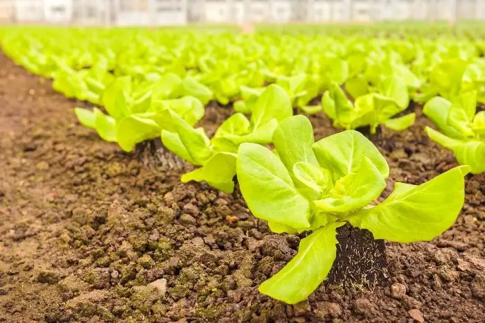 Growing Lettuce From Seed Outdoors