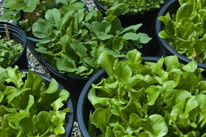 Growing Lettuce From Seeds In Containers