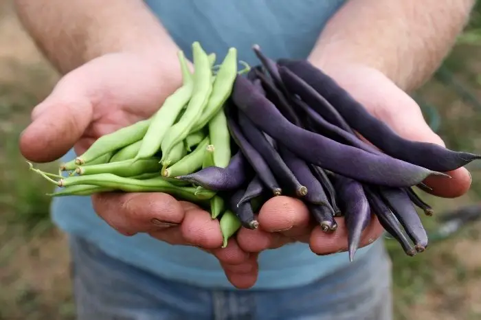 Harvesting Purple Green Beans