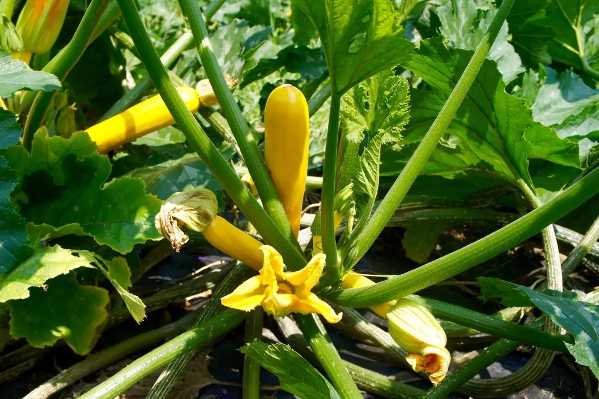 Helpful Tips To Growing Yellow Squash