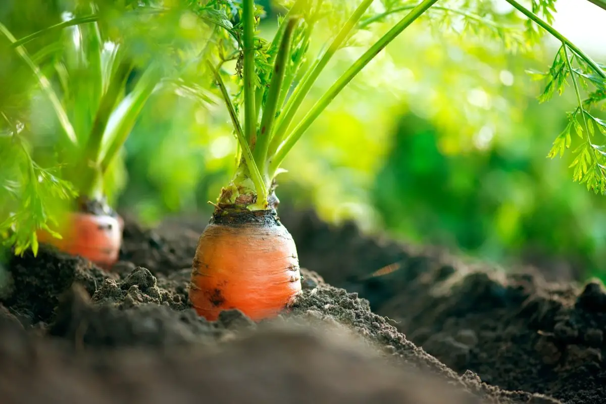 How Long Do Carrots Take To Grow