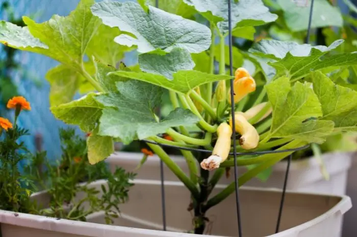 How To Plant Yellow Squash