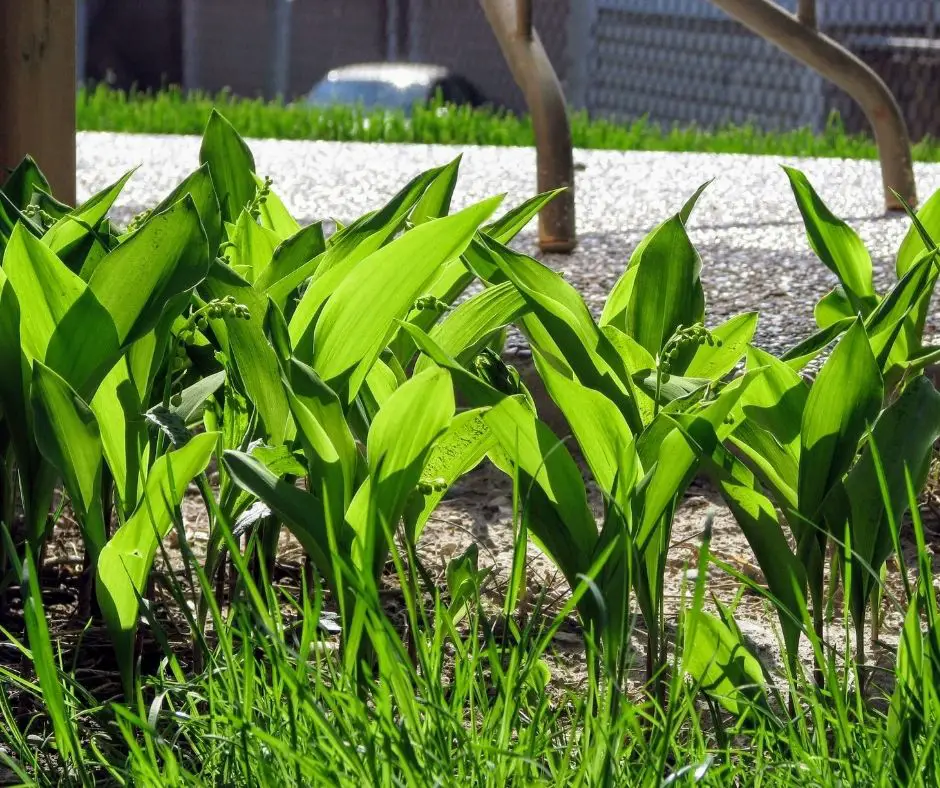 How To Transplant Lily Of The Valley? - Grower Today