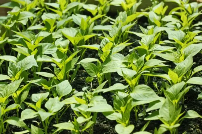 Pepper Plant Spacing By Row