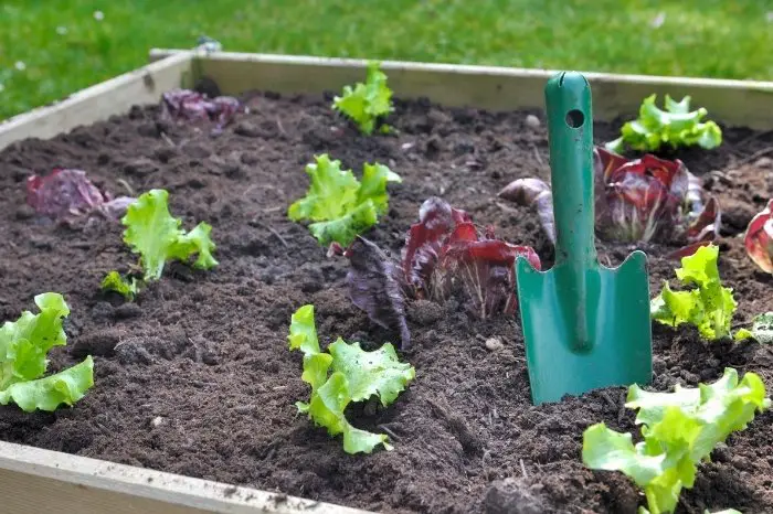 Spacing Your Lettuce Plants