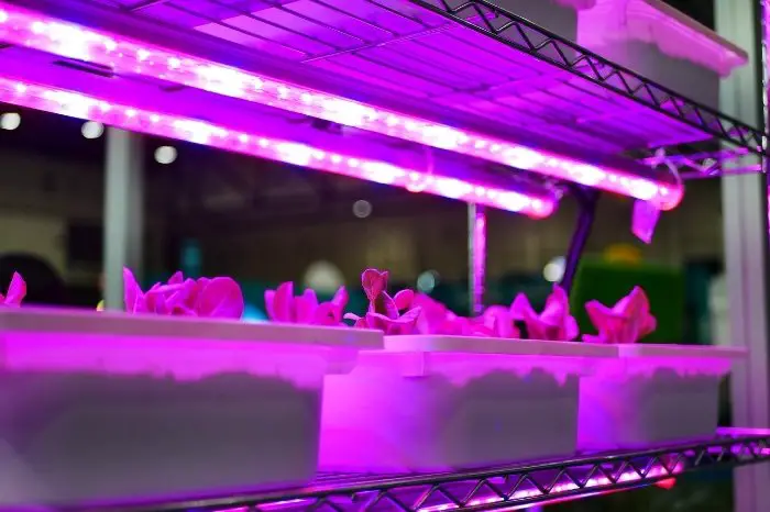 T5 LED Grow Lights - What Are They
