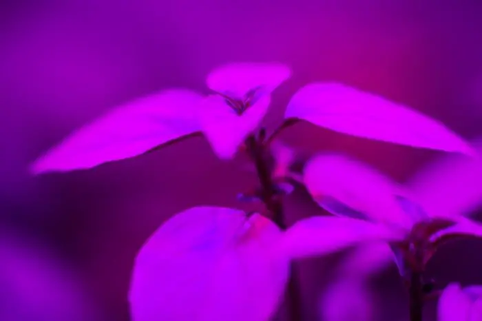 The Ideal UV Light For Plants