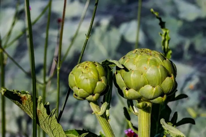 Tips On Growing And Caring For Artichokes