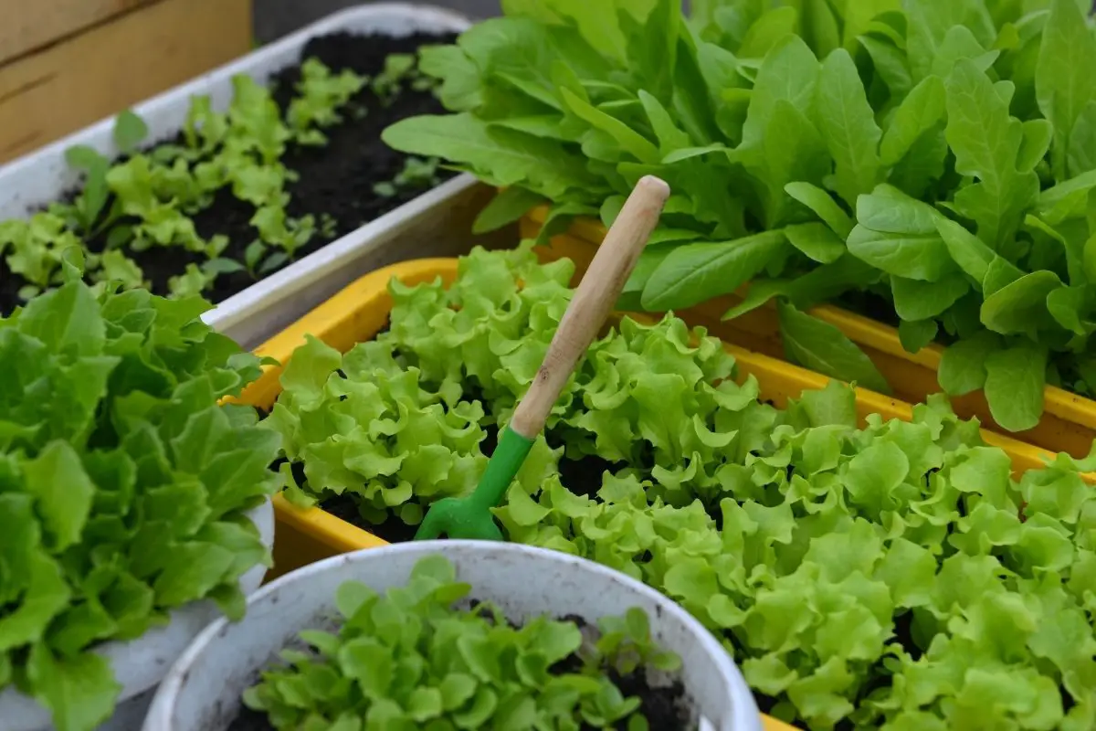 Tips To Help In Growing Lettuces In Pots