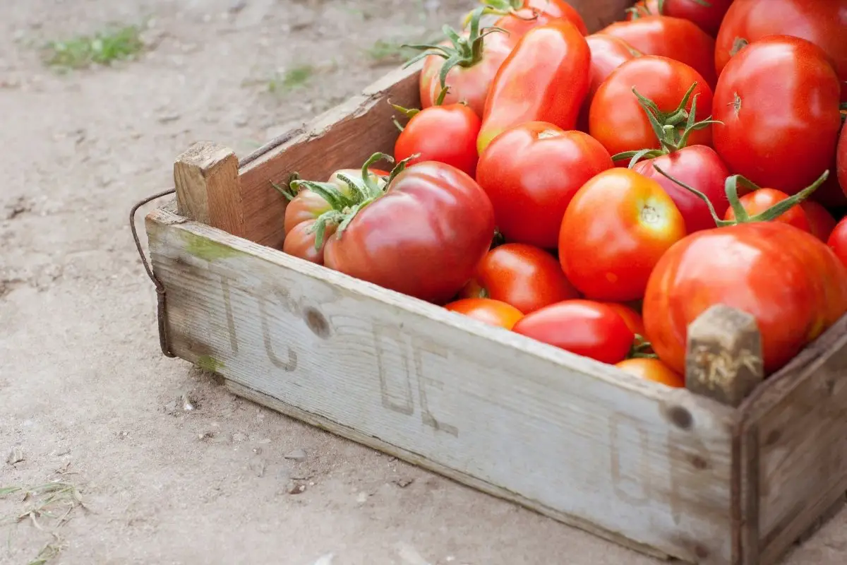 Tomatoes Or Tomatos – Which Is The Correct Plural